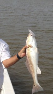 Topwater Red #2  9-2-2012