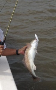 Topwater Red 9-2-2012