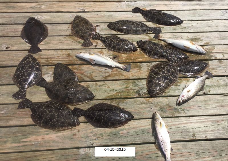 Scouting Flounder 04-15-2015